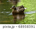 優雅に泳ぐ鴨 68938391