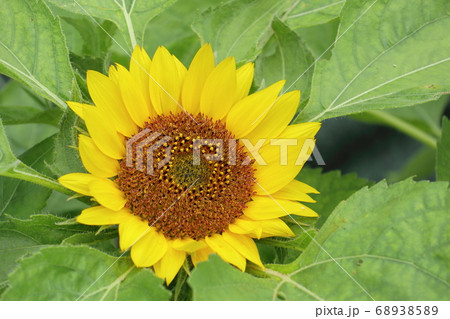 夏の花ヒマワリ 68938589