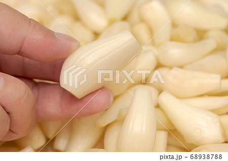 らっきょう らくだ (6月) らっきょう漬け準備 らっきょう らくだ (6月) らっきょう漬け準備 68938788