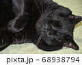寝る黒猫 68938794