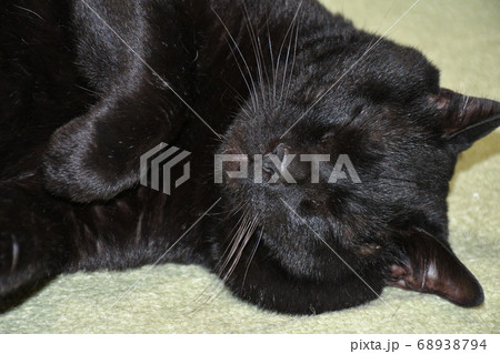 寝る黒猫 68938794
