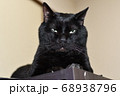 箪笥の上から見下す猫 68938796