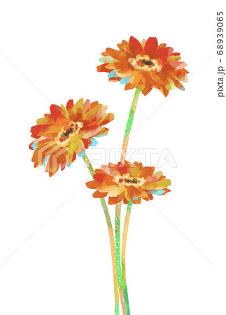 優しいタッチのガーベラのイラストのイラスト素材