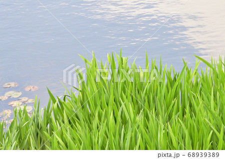水辺とそのそばの植物を撮影した写真 68939389