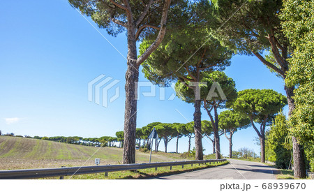 Beautiful avenue on a country road near Orvieto Beautiful avenue on a country road near Orvieto 68939670