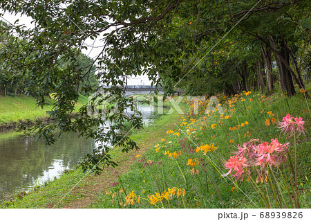 愛知県 稗田川 彼岸花 愛知県 稗田川 彼岸花 68939826