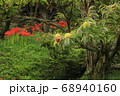 彼岸花が咲く栗林で、割れた毬栗の中から顔を出した果実 68940160