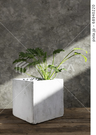 Philodendron Xanadu in concrete pot on wooden top Philodendron Xanadu in concrete pot on wooden top 68940220