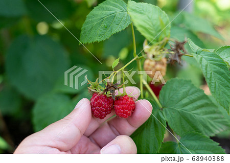 赤いラズベリーの栽培 収穫 6月 家庭菜園の写真素材 6403