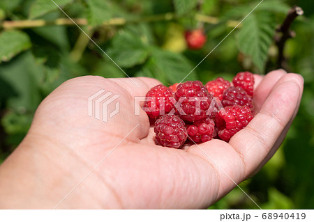 赤いラズベリーの栽培・収穫　（6月）　家庭菜園 68940419