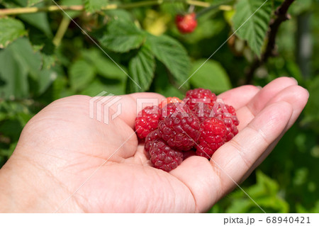 赤いラズベリーの栽培 収穫 6月 家庭菜園の写真素材