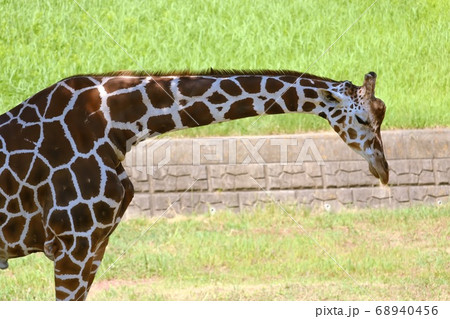 下を向くキリンの写真素材 [68940456] - PIXTA