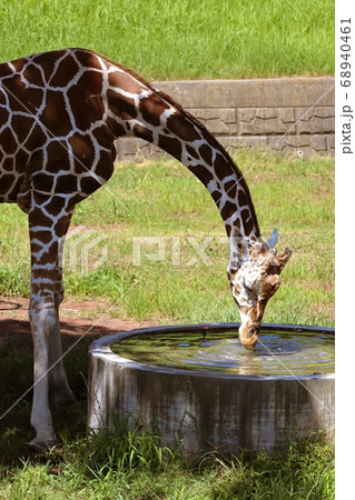 水を飲むキリン 68940461