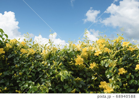 Beautiful yellow flower ivy tree  over blue sky  68940588