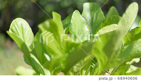 Green background,fresh green Chinese Cabbage-PAI Green background,fresh green Chinese Cabbage-PAI 68940606