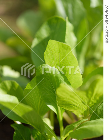 Green background,fresh green Chinese Cabbage-PAI Green background,fresh green Chinese Cabbage-PAI 68940607