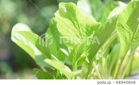 Green background,fresh green Chinese Cabbage-PAI Green background,fresh green Chinese Cabbage-PAI 68940608