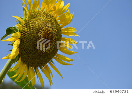 大輪のひまわりの花 大輪のひまわりの花 68940781