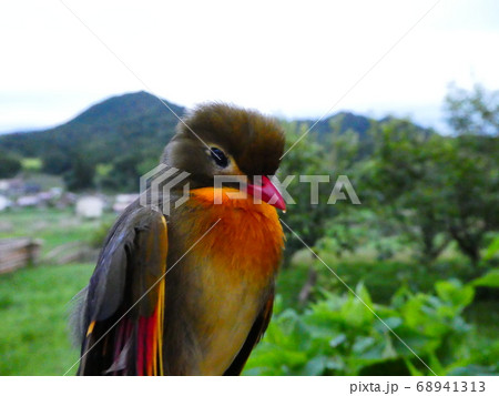 ソウシチョウ ソウシチョウ 68941313