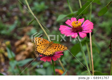昆虫 花 蝶 68941767