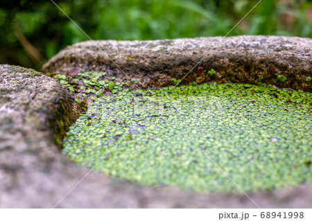 クローズアップ 植物 ウキクサ 68941998