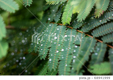 葉 水滴 クローズアップ 68941999