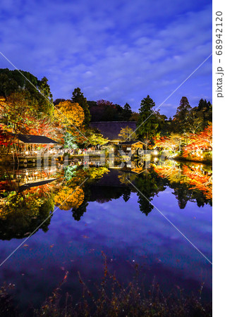 東山動植物園紅葉ライトアップ夜景 東山動植物園紅葉ライトアップ夜景 68942120