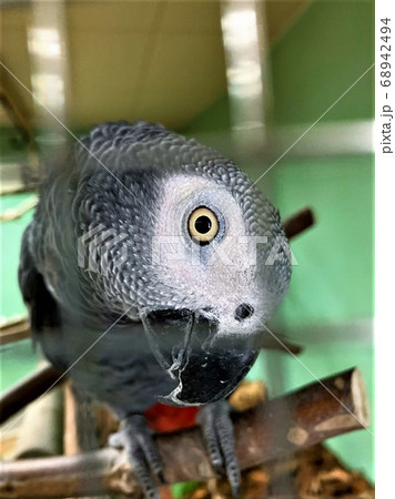 ヨウムの愛嬌がある可愛いしぐさ 日立市かみね動物園 の可愛い動物大集合の写真素材