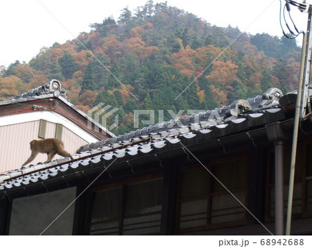 京都 鞍馬 屋根の上を歩く猿 京都 鞍馬 屋根の上を歩く猿 68942688