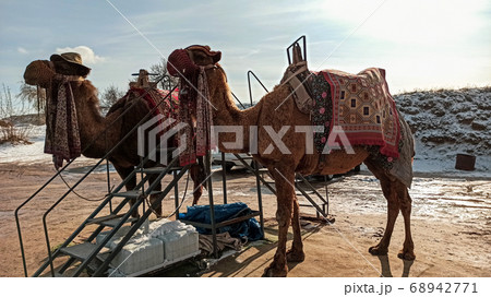 Camels near Goreme national park in Cappadocia, Turkey 68942771