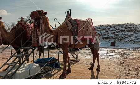 Camels near Goreme national park in Cappadocia, Turkey 68942772