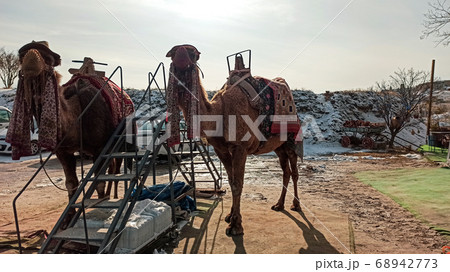Camels near Goreme national park in Cappadocia, Turkey 68942773