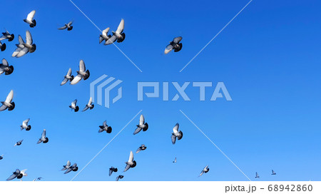 Pigeons are flying at Pigeon Valley in Cappadocia. Birds flying together with snowy volcanic landscape in Cappadocia, Turkey 68942860