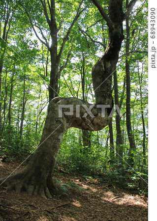ねずこの森 うまブナ 岩岳マウンテンリゾート 長野県白馬村 ねずこの森 うまブナ 岩岳マウンテンリゾート 長野県白馬村 68943090