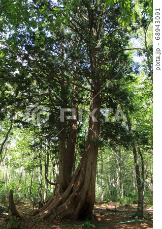 ねずこの巨木　岩岳マウンテンリゾート　長野県白馬村 68943091