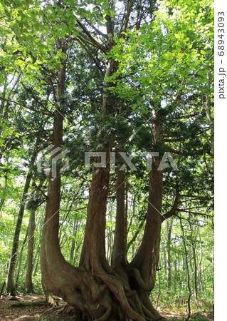 ねずこの巨木 岩岳マウンテンリゾート 長野県白馬村 ねずこの巨木 岩岳マウンテンリゾート 長野県白馬村 68943093