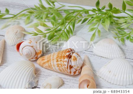 かいがら　貝殻　夏　海　雑貨　小物　巻貝 68943354