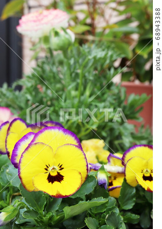パンジーとラナンキュラスの寄せ植えの写真素材 6433 パンジーとラナンキュラスの寄せ植えの写真素材 6433