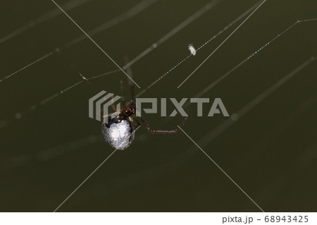生き物 蜘蛛 シロカネイソウロウグモ、ナガコガネグモの巣に居候中。他人の巣の上を器用に歩き回ります 生き物 蜘蛛 シロカネイソウロウグモ、ナガコガネグモの巣に居候中。他人の巣の上を器用に歩き回ります 68943425