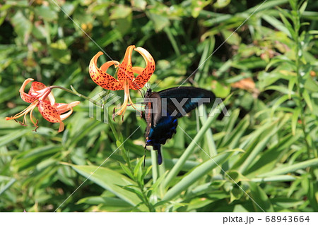 オニユリを吸蜜するミヤマカラスアゲハ オニユリを吸蜜するミヤマカラスアゲハ 68943664