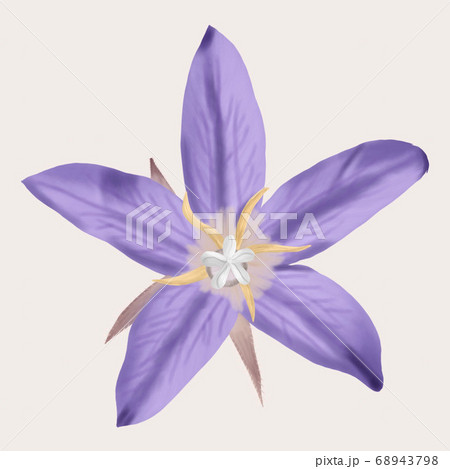 Hand Draw of Single Violet Campanula patula 68943798