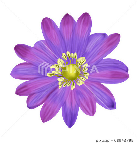 Hand draw of Anemone Blanda flower isolated on 68943799