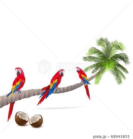 Vector Palm Tree with Parrots 68943855