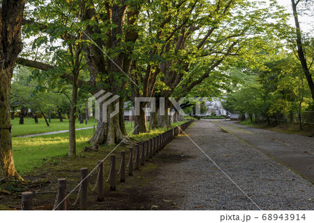 三里塚御料牧場記念館 マロニエ並木の夕暮れ時 三里塚御料牧場記念館 マロニエ並木の夕暮れ時 68943914