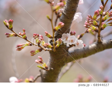 三つ子みたいに咲いている可愛い桜の花 三つ子みたいに咲いている可愛い桜の花 68944027
