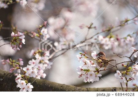 桜の花をくわえて遊ぶ、一羽の可愛い雀の後ろ姿。 68944028