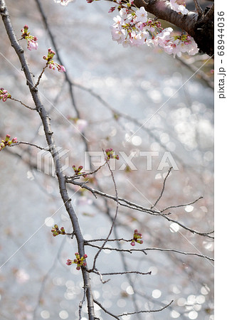 川の水面に反射してキラキラと輝く陽の光を背景にした 咲き始めの桜とつぼみ 縦 の写真素材