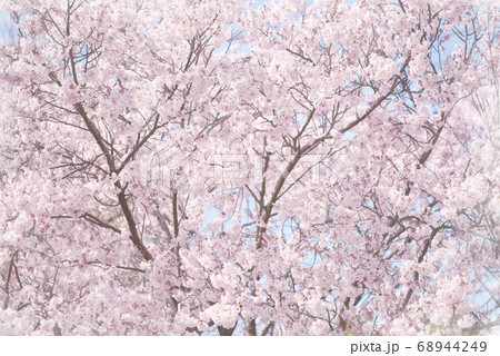 満開の桜 68944249