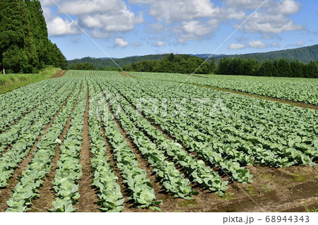 北海道乙部町で結球し始めたキャベツ畑の夏の風景を撮影 68944343