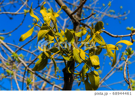 Mistletoe (Viscum album) growing on a tree Mistletoe (Viscum album) growing on a tree 68944461